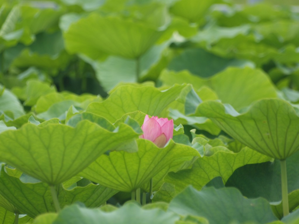 『岐阜県羽島市に咲く古代蓮（大賀蓮）』_d0054276_20194898.jpg