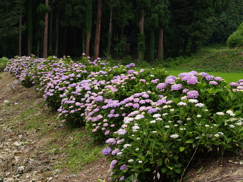 牧の自然を写した写真。_d0182179_16233422.jpg