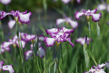 小泉潟公園の菖蒲_c0219482_11261495.jpg