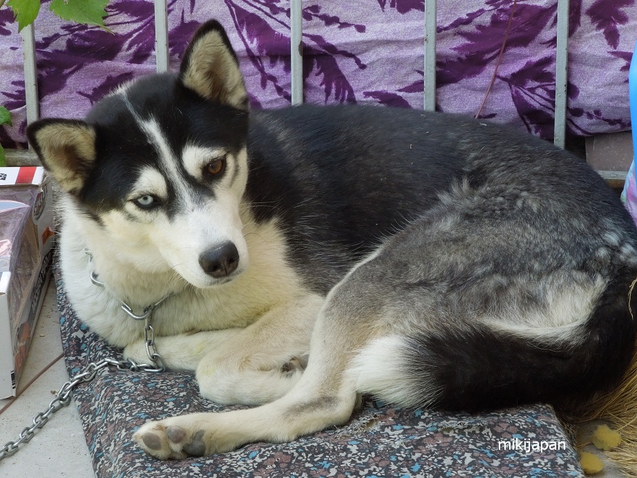 2色の目の犬 トルコ子育て生活 2色の目の犬 トルコ子育て生活