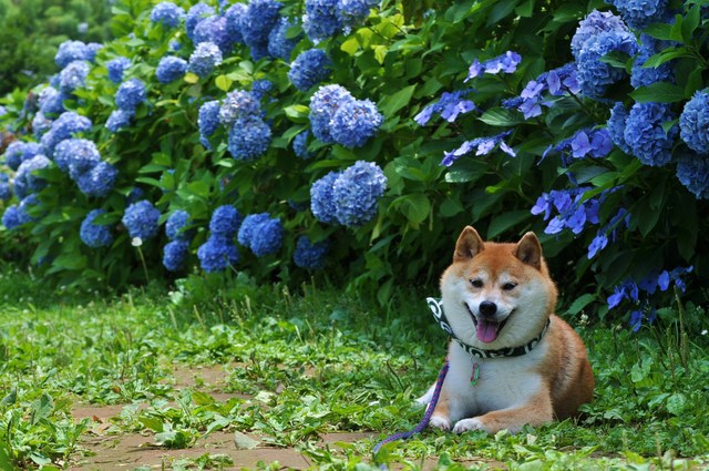 紫陽花の楽しみ方_a0126590_6143792.jpg