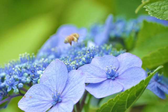 紫陽花の楽しみ方_a0126590_684377.jpg