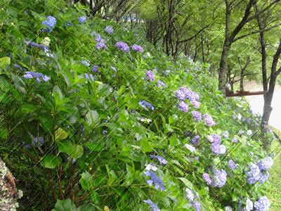 c0125501_22425578.gif