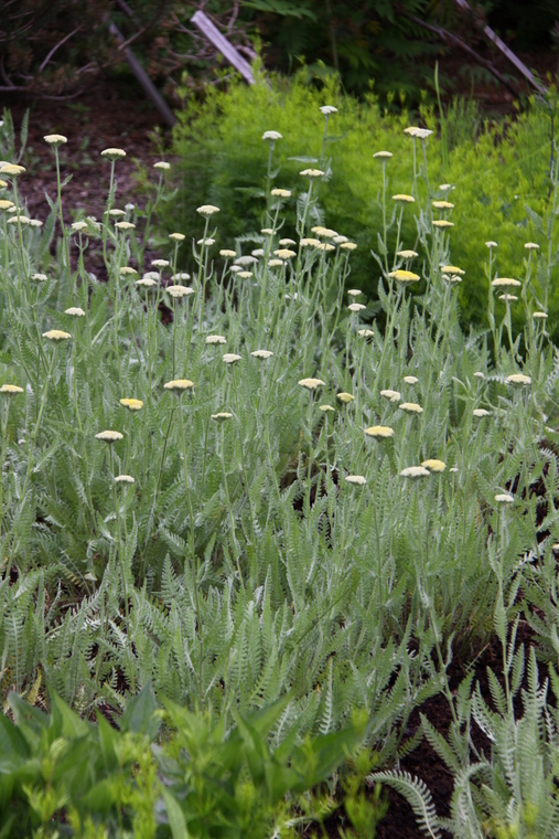 北海道ガーデン街道・・・十勝千年の森 その2_d0248502_10135172.jpg