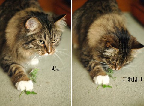 キャットニップを進呈_b0253205_1175555.jpg