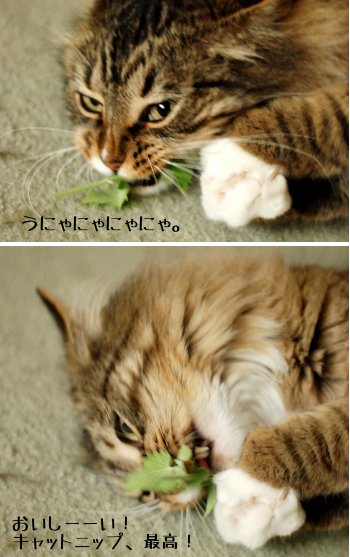 キャットニップを進呈_b0253205_1184123.jpg