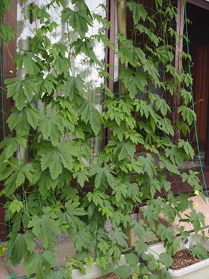 a0240108_11415736.jpg
