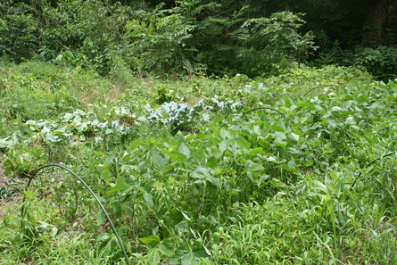 a0216817_20394261.jpg
