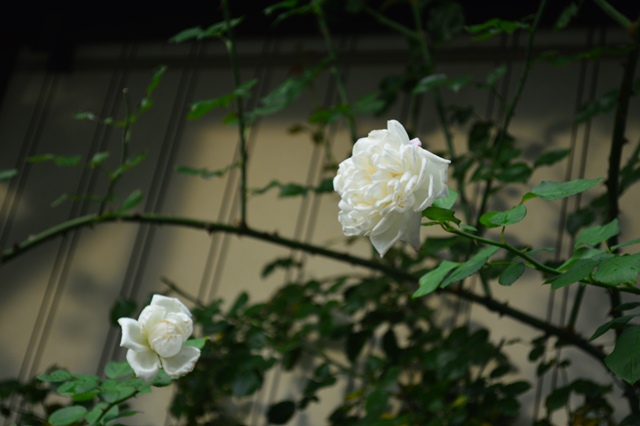 d0096422_745213.jpg