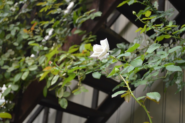 d0096422_7452923.jpg