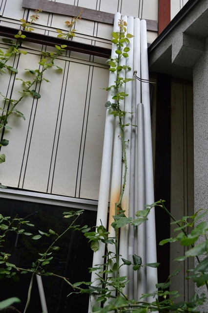 d0096422_7475567.jpg