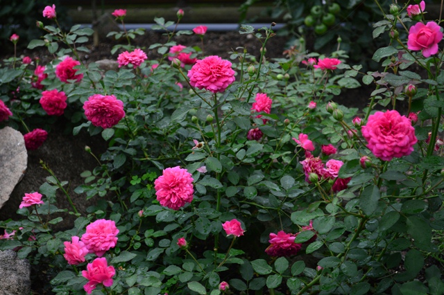 d0096422_7534299.jpg