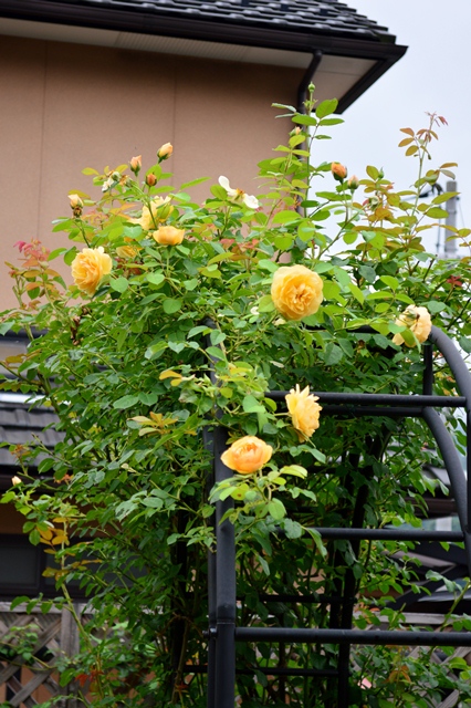 d0096422_7544477.jpg