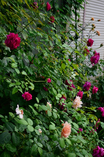 d0096422_7584164.jpg