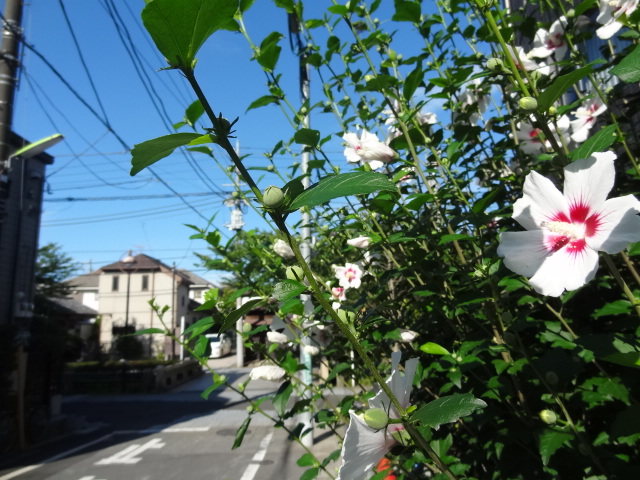 福沢諭吉が悪かったのだ　　村田喜代子「ゆうじょこう」＆山本夏彦「一寸さきはヤミがいい」_e0016828_13524925.jpg