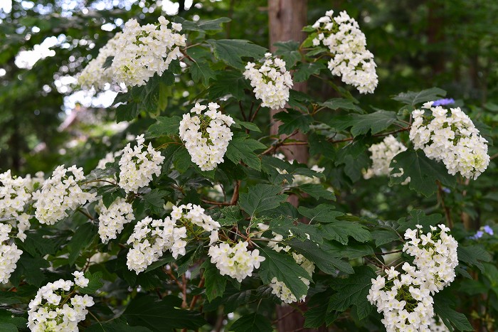 雨上がりの紫陽花_b0236334_20492827.jpg