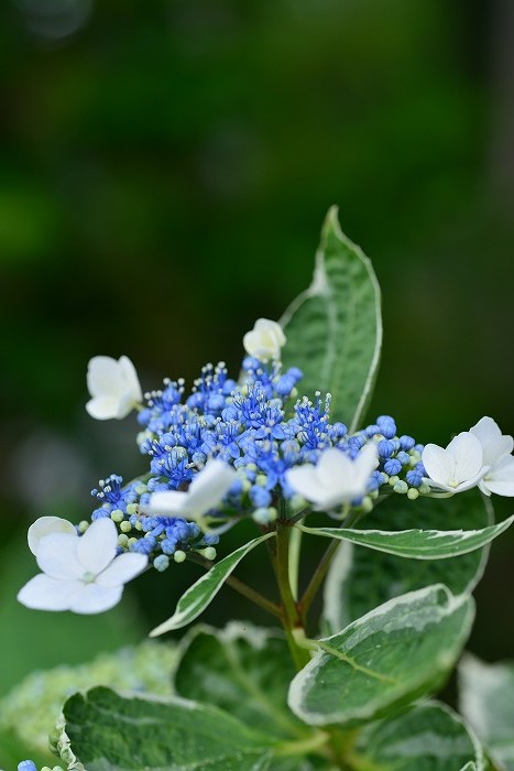 雨上がりの紫陽花_b0236334_20495413.jpg