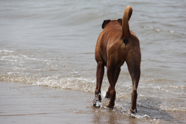 オランダの海と太陽と犬_c0153740_2201898.jpg