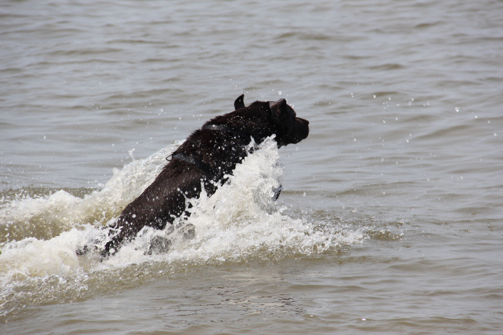 オランダの海と太陽と犬_c0153740_220353.jpg