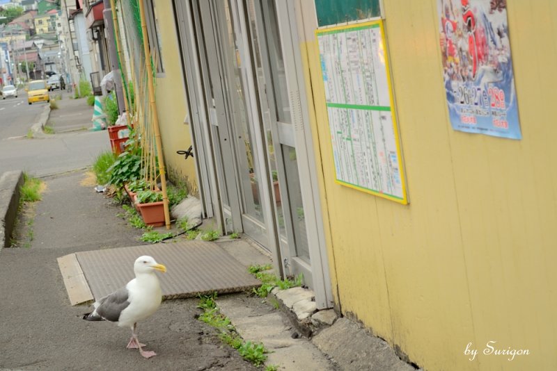 助けを呼ぶ鳥、エサをねだる鳥_b0232741_820319.jpg