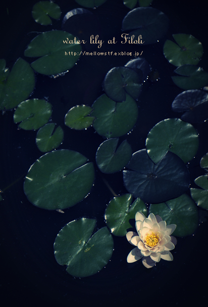 water lily_d0124248_2010556.jpg