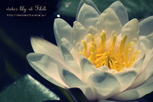 water lily_d0124248_2082223.jpg
