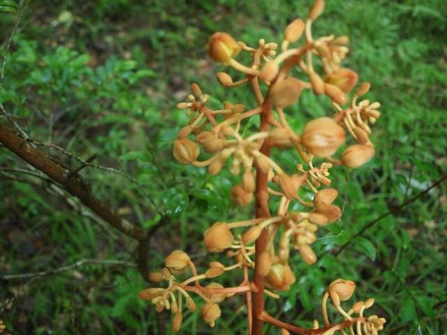 ツチアケビの蕾_b0227552_1515984.jpg
