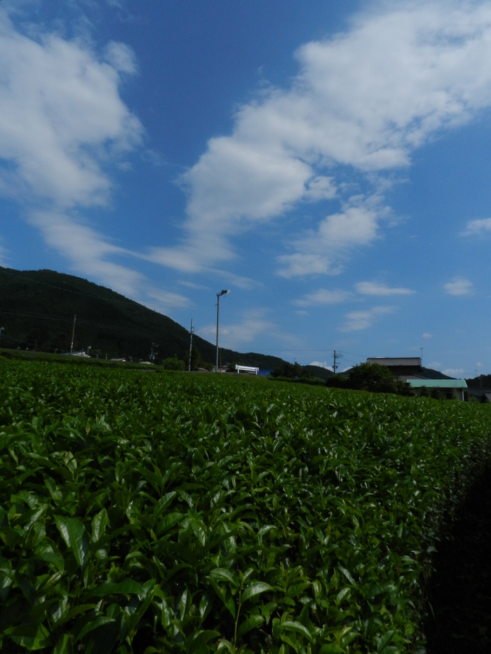 日本の原風景～静岡・川根本町～_a0295053_80658.jpg