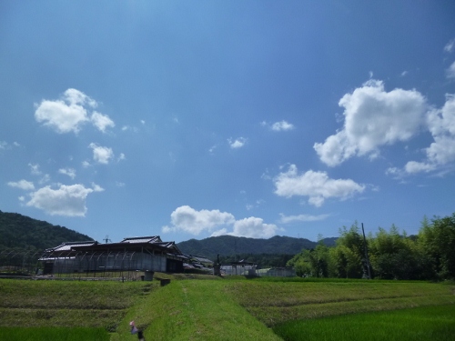 真夏日の今日、孫と一緒にジャガイモの収穫そして矢川神社の七夕祭り_b0100062_16245250.jpg