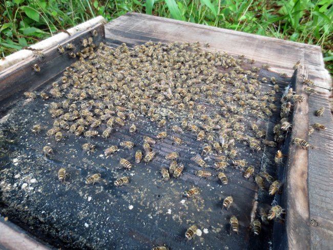 ミツバチの巣箱掃除_d0231263_23332615.jpg