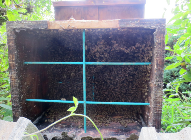 ミツバチの巣箱掃除_d0231263_2334214.jpg