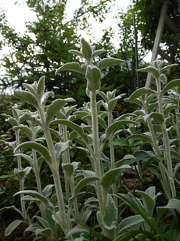 c0209379_91640.jpg