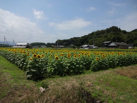 猪ノ鼻峠を越えて香川へ_e0201281_22460100.jpg