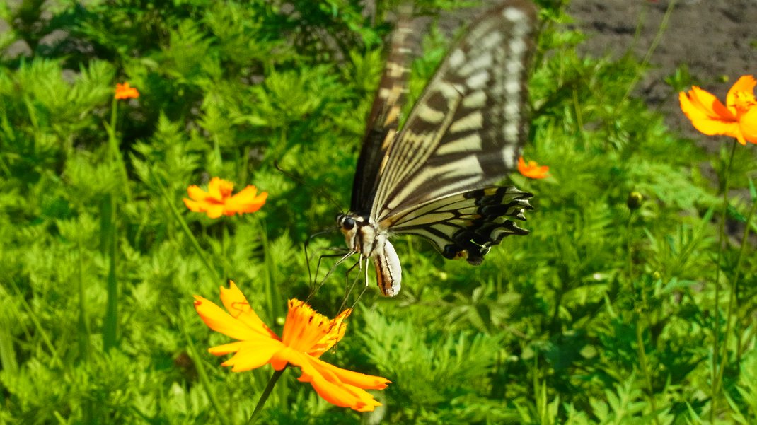 a0152692_18292176.jpg