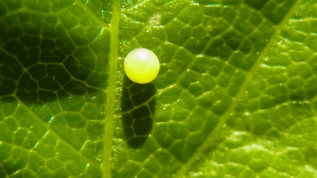 a0152692_18422627.jpg