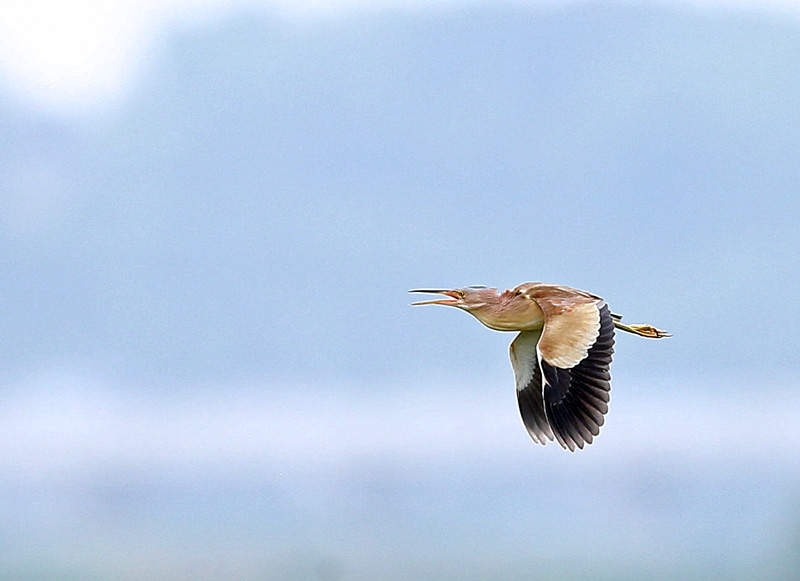 サンカノゴイの飛び出し・飛翔♪_d0195897_1143141.jpg