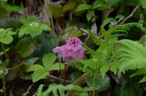 a0275900_9394566.jpg