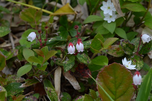 a0275900_940379.jpg