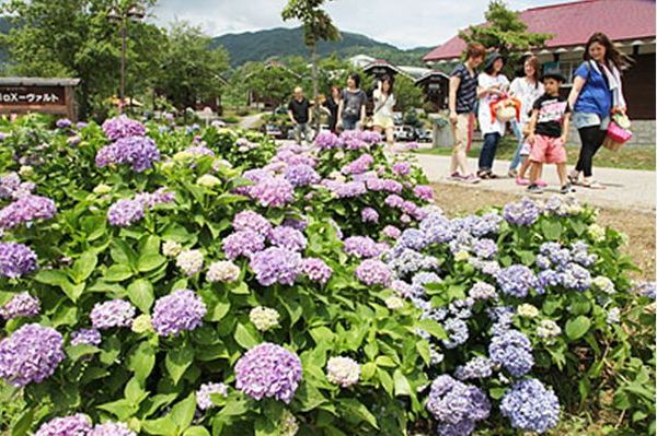 恋旅～True Tours Nanto～の舞台IOX-AROSAスキー場周辺でアジサイが見ごろです（７月いっぱい）_e0304702_943041.jpg