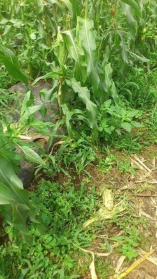 e0270403_15452226.jpg