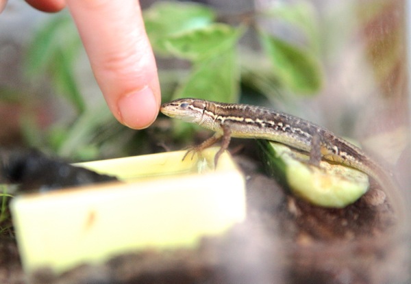 手乗りカナヘビ & 水鉄砲ミドリガメ_e0134713_15263931.jpg