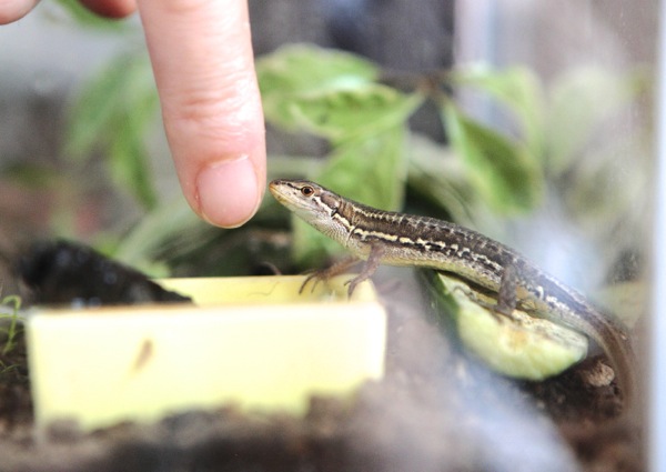 手乗りカナヘビ & 水鉄砲ミドリガメ_e0134713_15264135.jpg