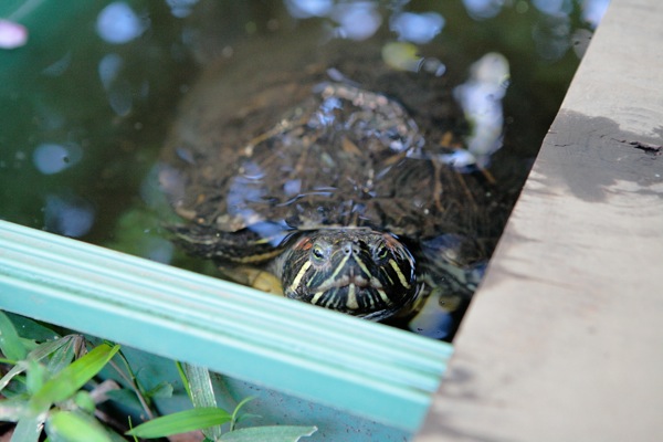 手乗りカナヘビ 水鉄砲ミドリガメ 世話要らずの庭