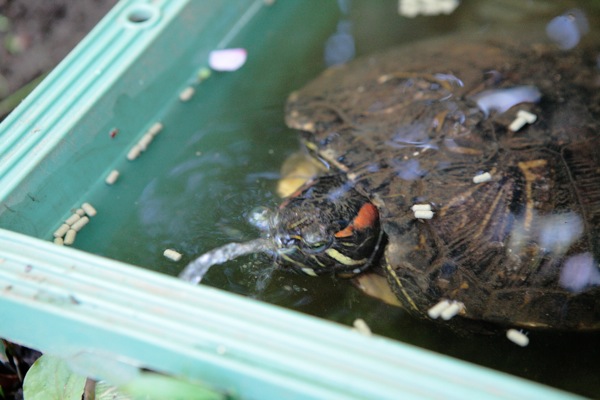 手乗りカナヘビ 水鉄砲ミドリガメ 世話要らずの庭