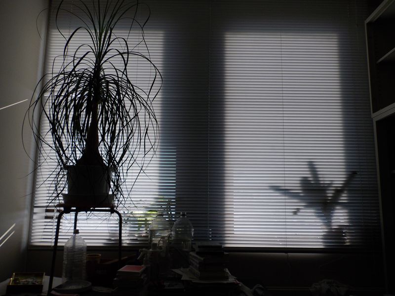 さらに暑い真夏日_c0025115_19275183.jpg