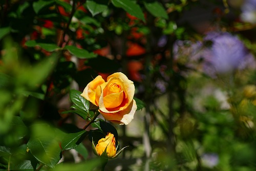 f0170524_857350.jpg