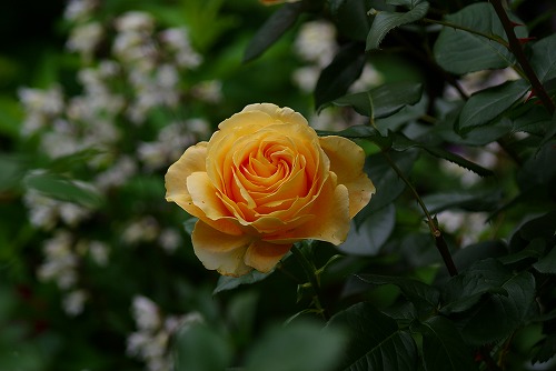 f0170524_9121150.jpg