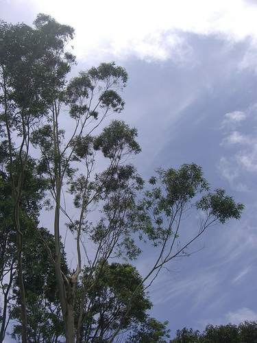 botanical garden：開聞山麓香料園_a0057830_20325211.jpg