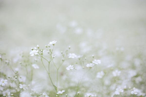 かすみ草畑 キミを忘れない かすみ草畑 キミを忘れない