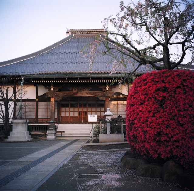 草加　東福寺　ワルツフレックス　コミナー7.5ｃｍＦ3.5_e0149335_2075680.jpg